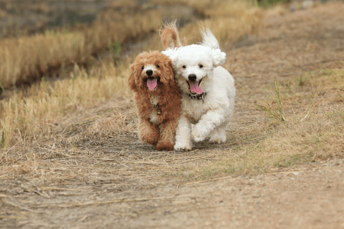 Cách nuôi chó Poodle từ kinh nghiệm của các chuyên gia