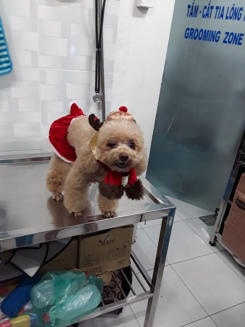 Yếm mũ Noel cho chó mèo cún miu siêu Kute