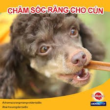 Xương gặm sạch răng Pedigree Dentastix cho chó