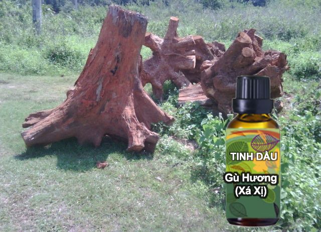 Tinh dầu xá xị nguyên chất ( Gỗ Gù Hương) 10ml treo xe