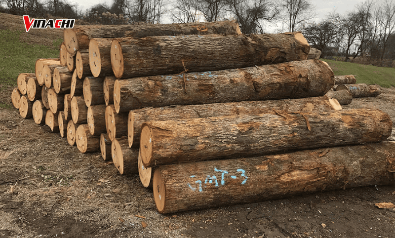 Gỗ sồi có độ bền cao, thích hợp để điêu khắc