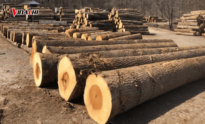 Gỗ bạch dương sở hữu màu sắc sáng, ít mắt chết, dễ gia công