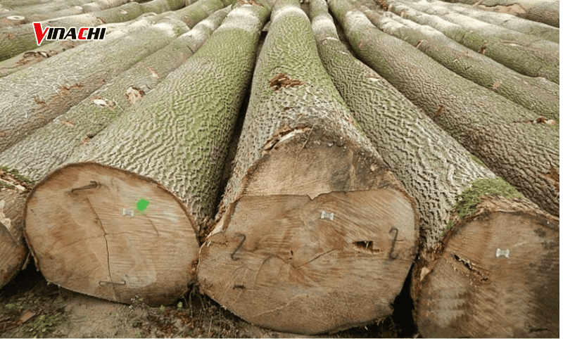 Gỗ tần bì có độ cứng và độ đàn hồi cao, dễ gia công