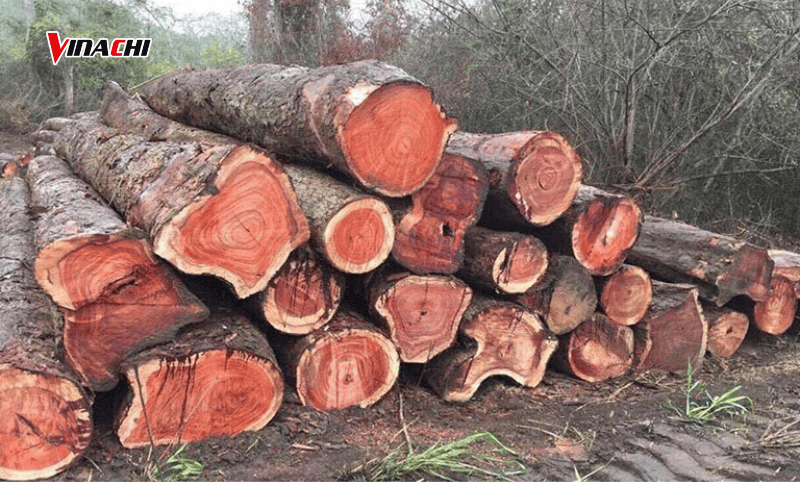 Gỗ hương sở hữu mùi thơm dễ chịu, thích hợp làm tượng, đồ mỹ nghệ cao cấp