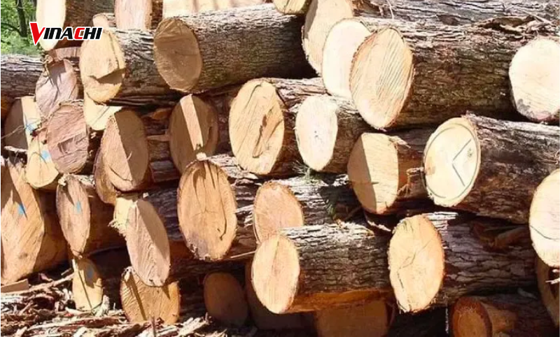 Gỗ bách xanh không được khai thác