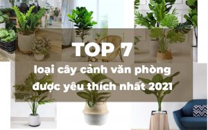 Top 7 loại cây cảnh văn phòng được yêu thích nhất 2023