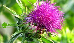 Công dụng thải độc gan Milk Thistle