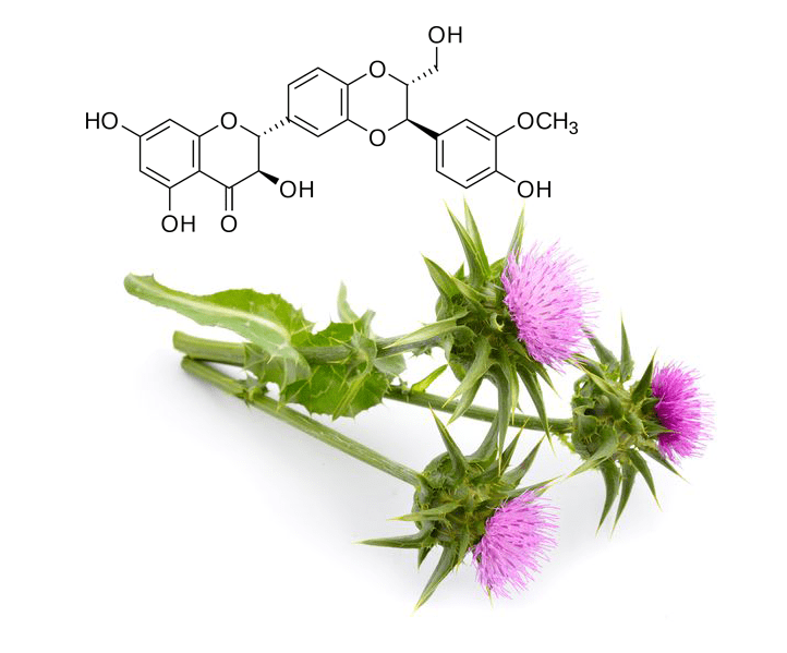 Thuốc thải độc gan Milk Thistle? Thực phẩm chức năng giúp làm mát gan