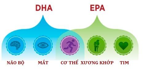 Uống omega 3 có tác dụng gì? Lợi ích Omega 3 cho mọi lứa tuổi