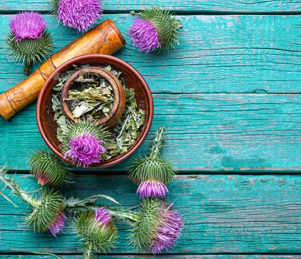 thuốc milk thistle