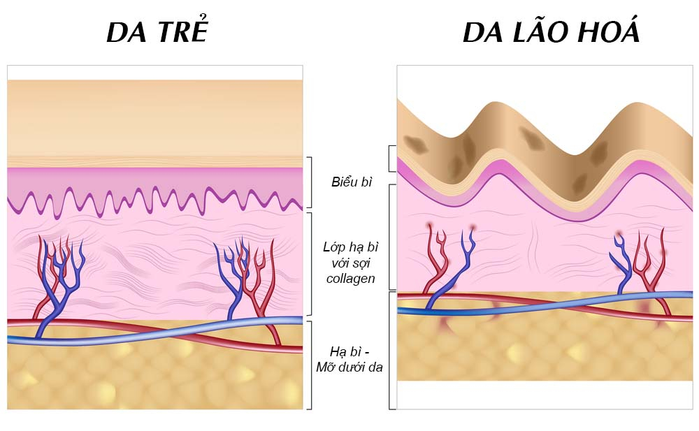 Tế bào gốc cho làn da trẻ hoá căng bóng Salmon P-DNA Ampoule Idrskin