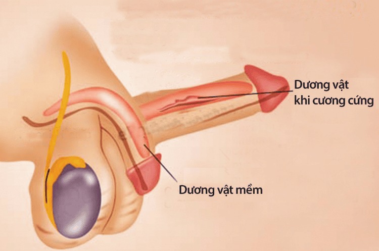 Độ to trung bình của dương vật ở nam giới