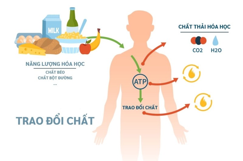 Thúc đẩy tốc độ trao đổi chất và tuần hoàn máu
