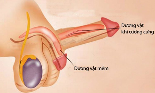 cau-be-co-the-vao-sau-bao-nhieu-2.png