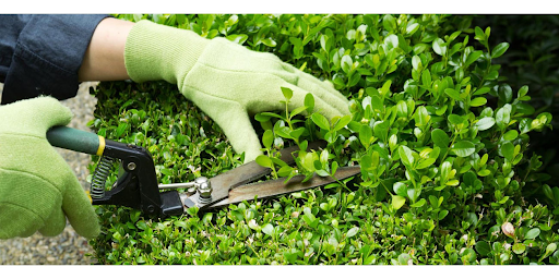 Kiến thức chuyên sâu và sự tận tâm