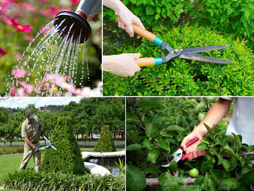 Chăm Sóc Cây Cảnh