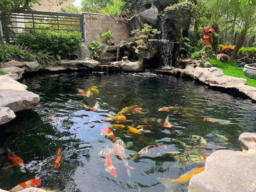 Thiết Kế Thi Công Hồ Cá Koi