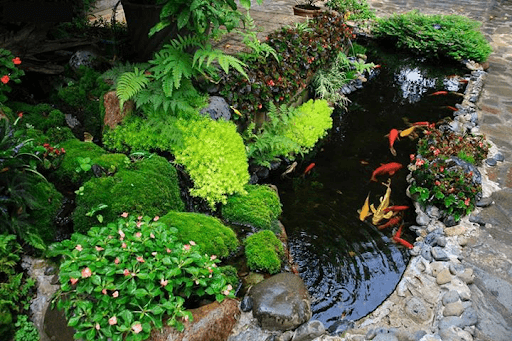Thi công hồ cá Koi tại Hà Nam: Đổi mới không gian sống xanh