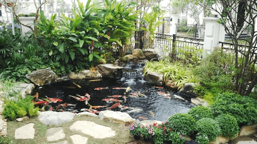 Hồ cá Koi phong thủy mang lại tài lộc cho gia chủ