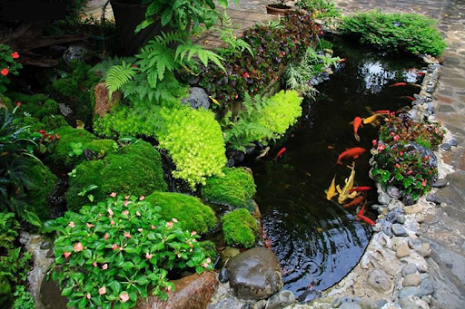 Tại sao bạn nên thi công hồ cá Koi tại Hà Nam?