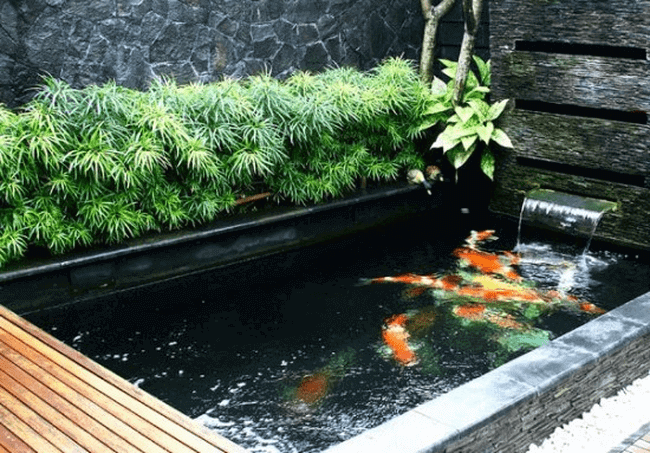 Hồ cá Koi kết hợp bể lọc thông minh giúp nước trong