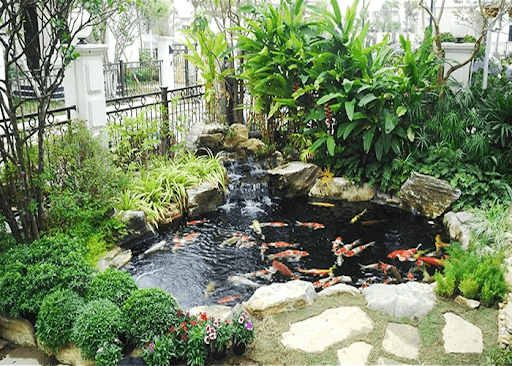Thiết kế hồ cá Koi kết hợp đá tự nhiên và cây xanh