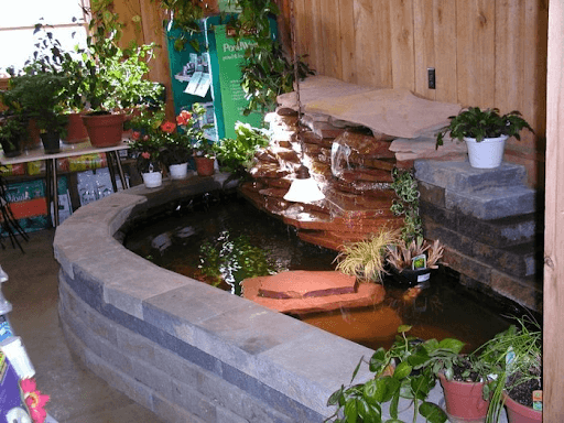 Hồ cá Koi phong thủy giúp mang lại may mắn và tài lộc