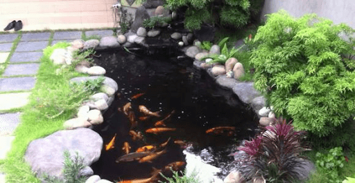 Hồ cá Koi phong thủy giúp cải thiện vận khí trong ngôi nhà