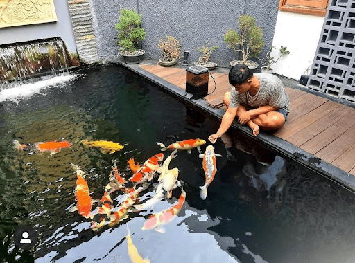 Hồ cá Koi phong cách Nhật Bản mang lại sự thanh bình