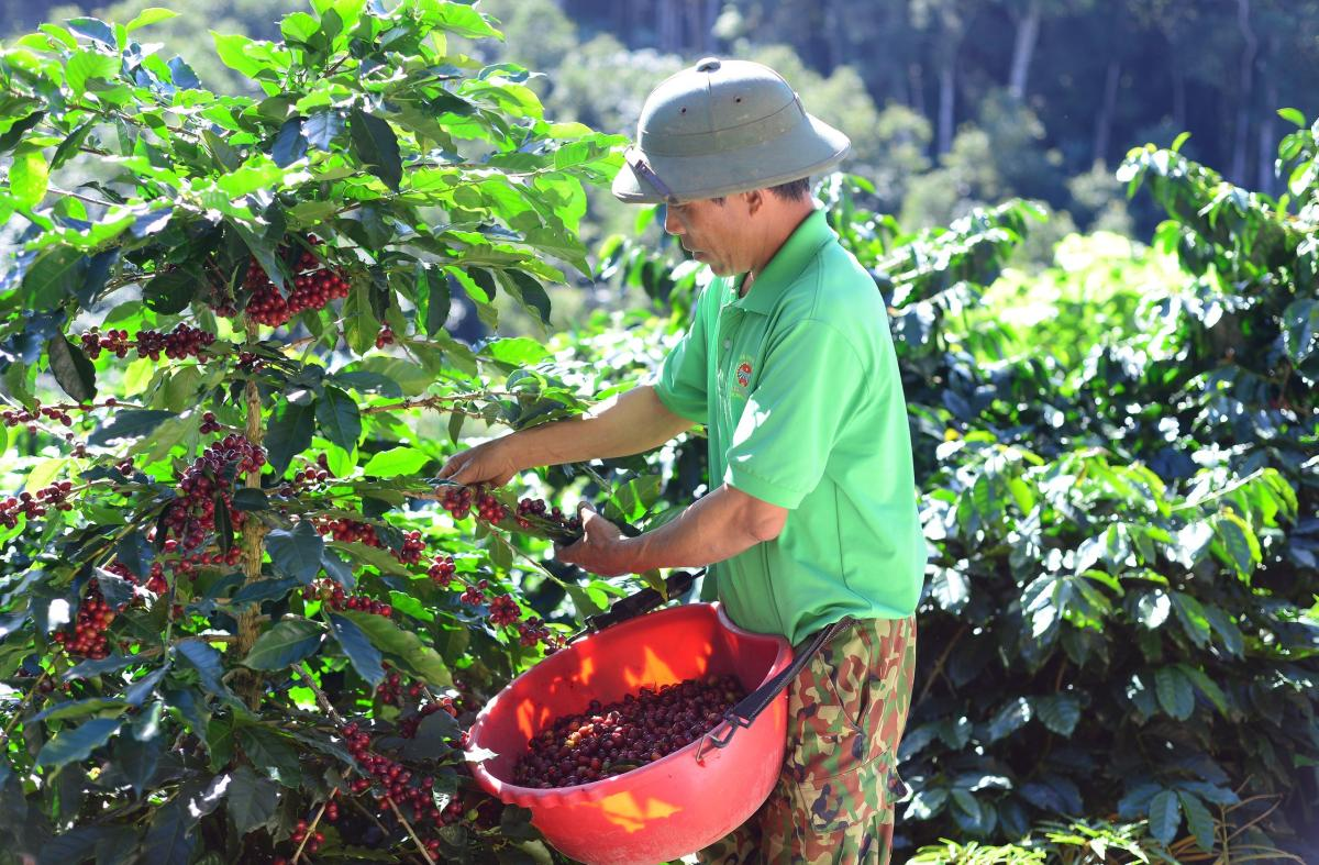 Một ly cà phê Arabica pha bằng phương pháp pour-over, làm nổi bật hương vị thanh tao
