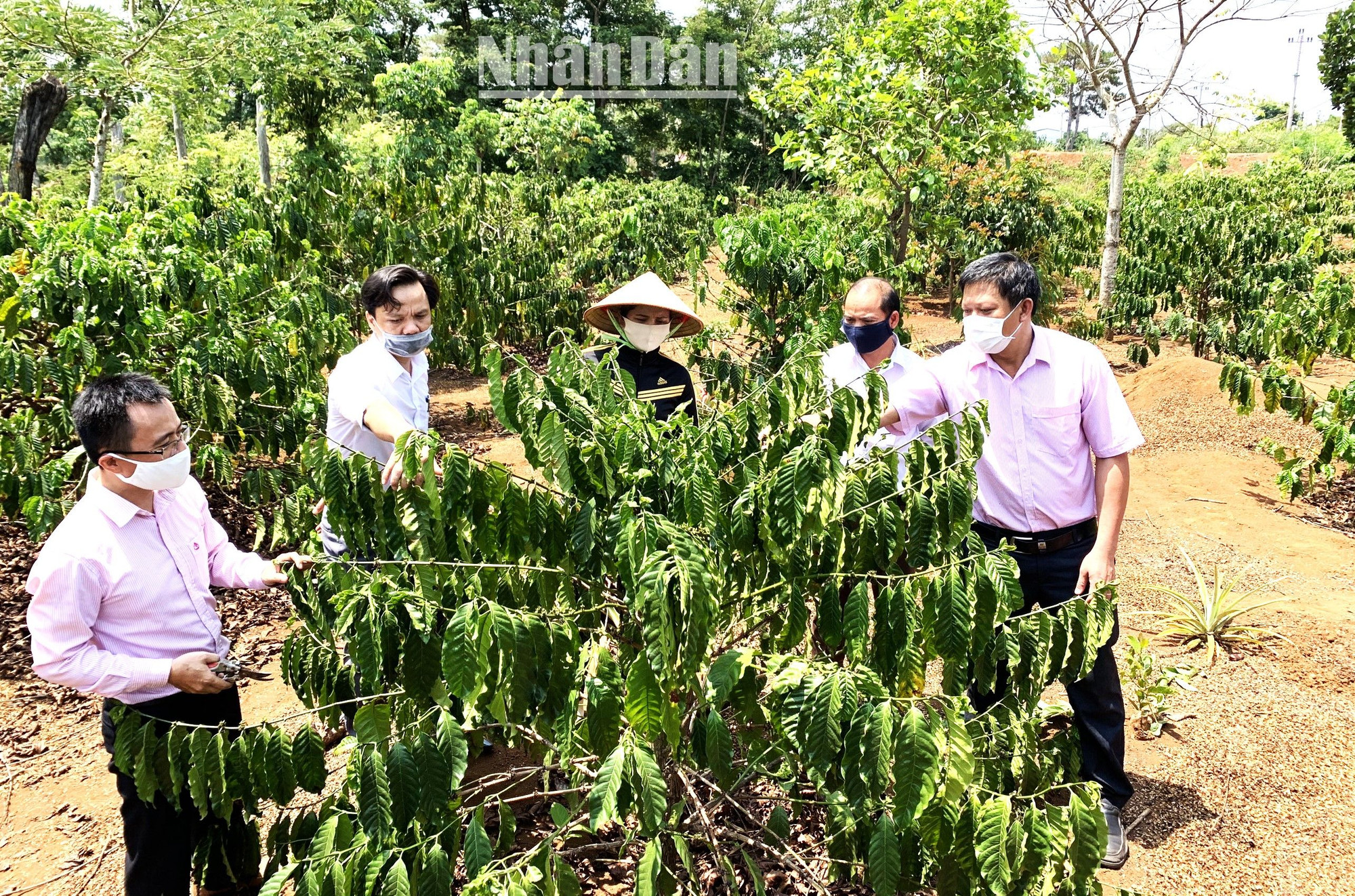 Đắk Lắk - “Thủ phủ” cà-phê Việt Nam