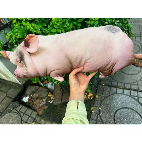 GỐI ÔM 3D HÌNH CHÚ LƠN ĐÁNG YÊU