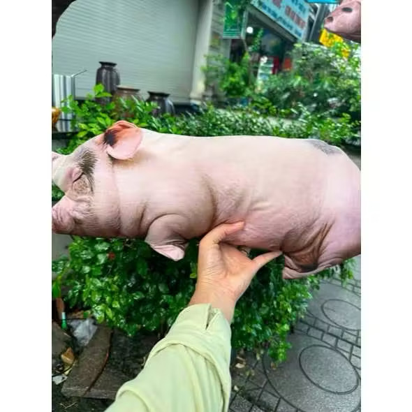 GỐI ÔM 3D HÌNH CHÚ LƠN ĐÁNG YÊU