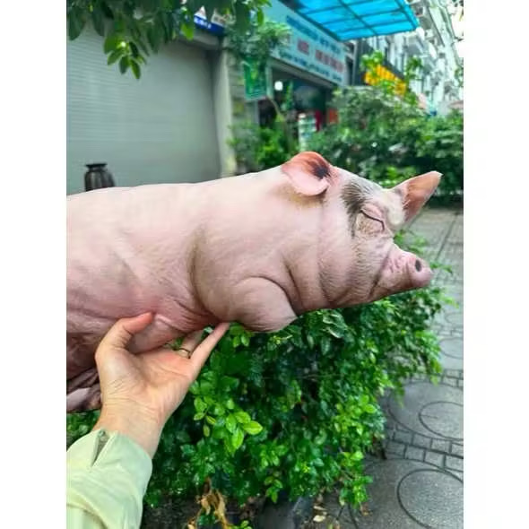 GỐI ÔM 3D HÌNH CHÚ LƠN ĐÁNG YÊU