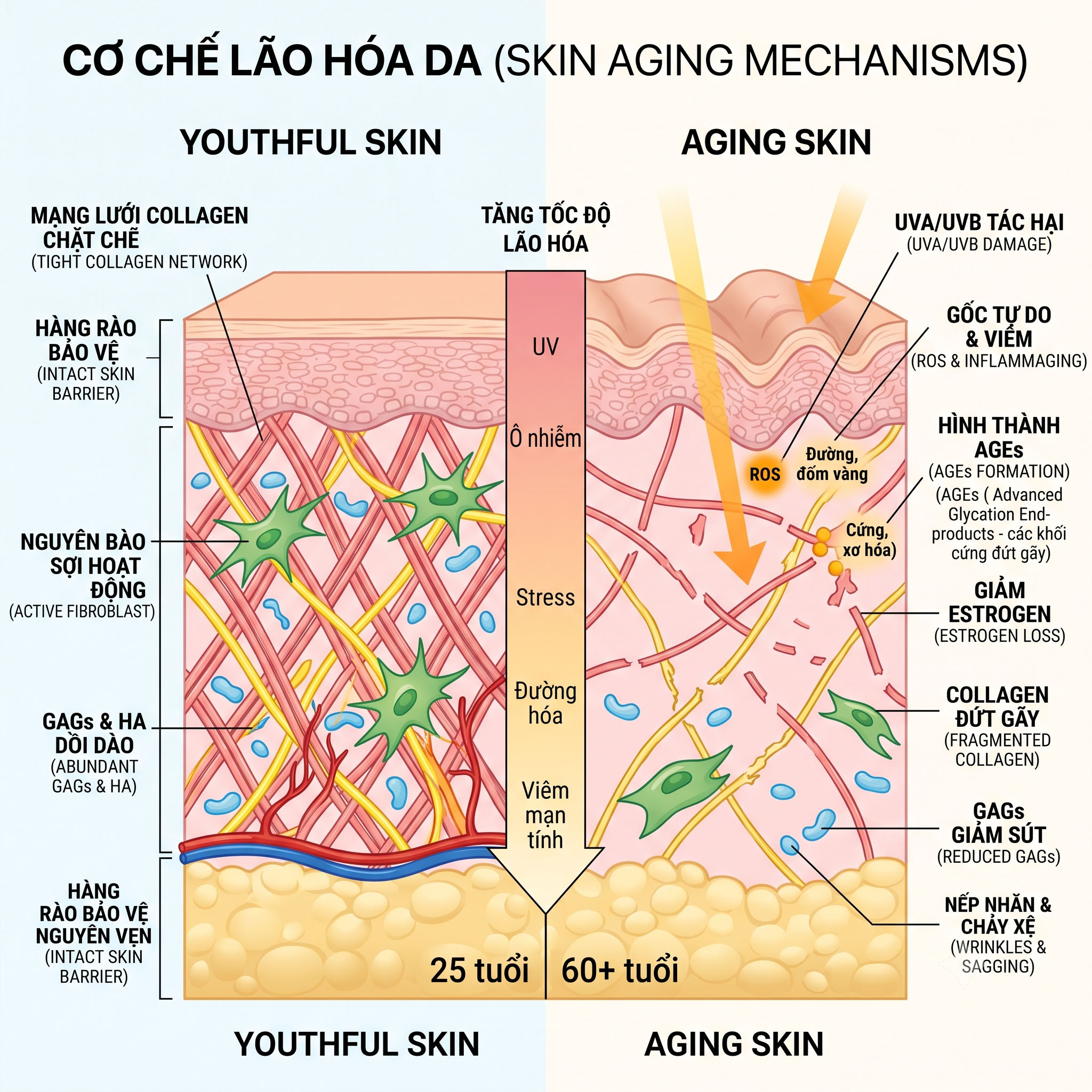Tìm hiểu lão hoá da là gì và lời khuyên chăm sóc da lão hoá