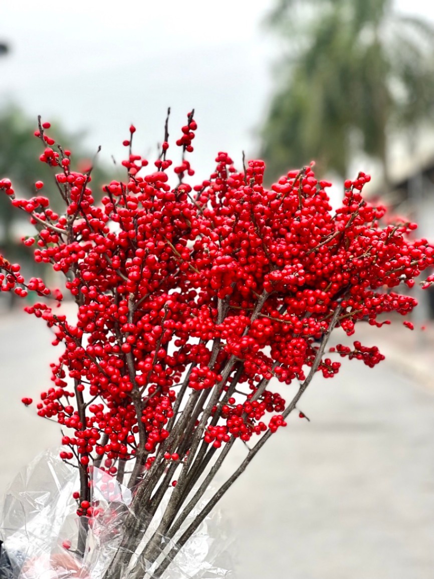 Đào đông Hà Lan (Ilex) size 80cm - Hoa nhập khẩu cho Tết 2024