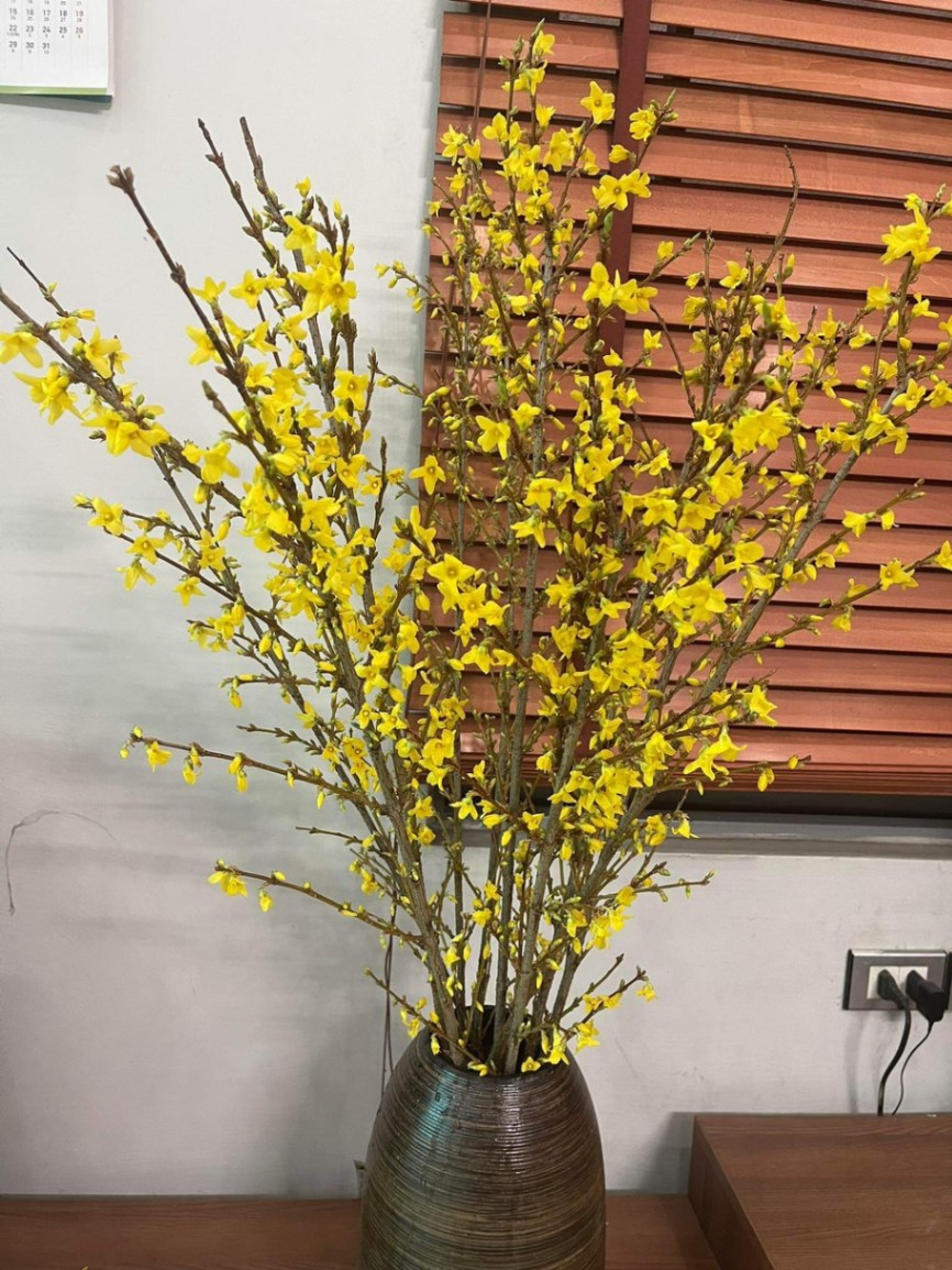 Mai Mỹ Hà Lan (Forsythia) 90cm- Hoa Nhập Khẩu cho Tết 2024