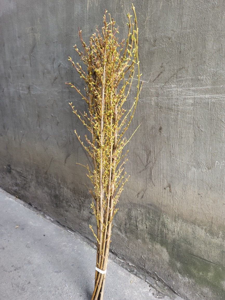 Mai Mỹ Hà Lan (Forsythia) 90cm- Hoa Nhập Khẩu cho Tết 2024