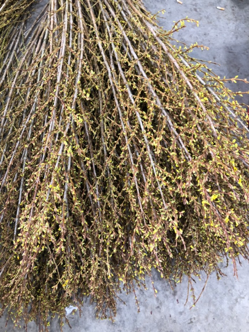 MAI MỸ HÀ LAN (FORSYTHIA) 110CM- HOA NHẬP KHẨU CHO TẾT 2024