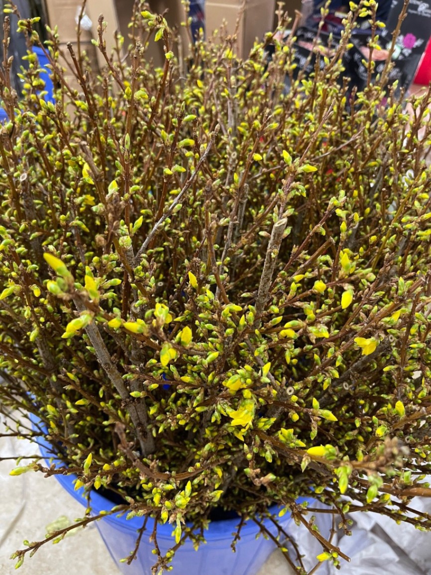 MAI MỸ HÀ LAN (FORSYTHIA) 110CM- HOA NHẬP KHẨU CHO TẾT 2024