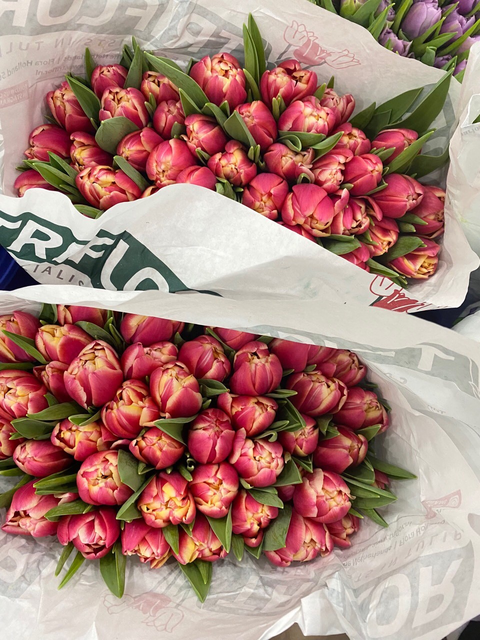 Tulip kép hồng Hà Lan rộn ràng sắc xuân