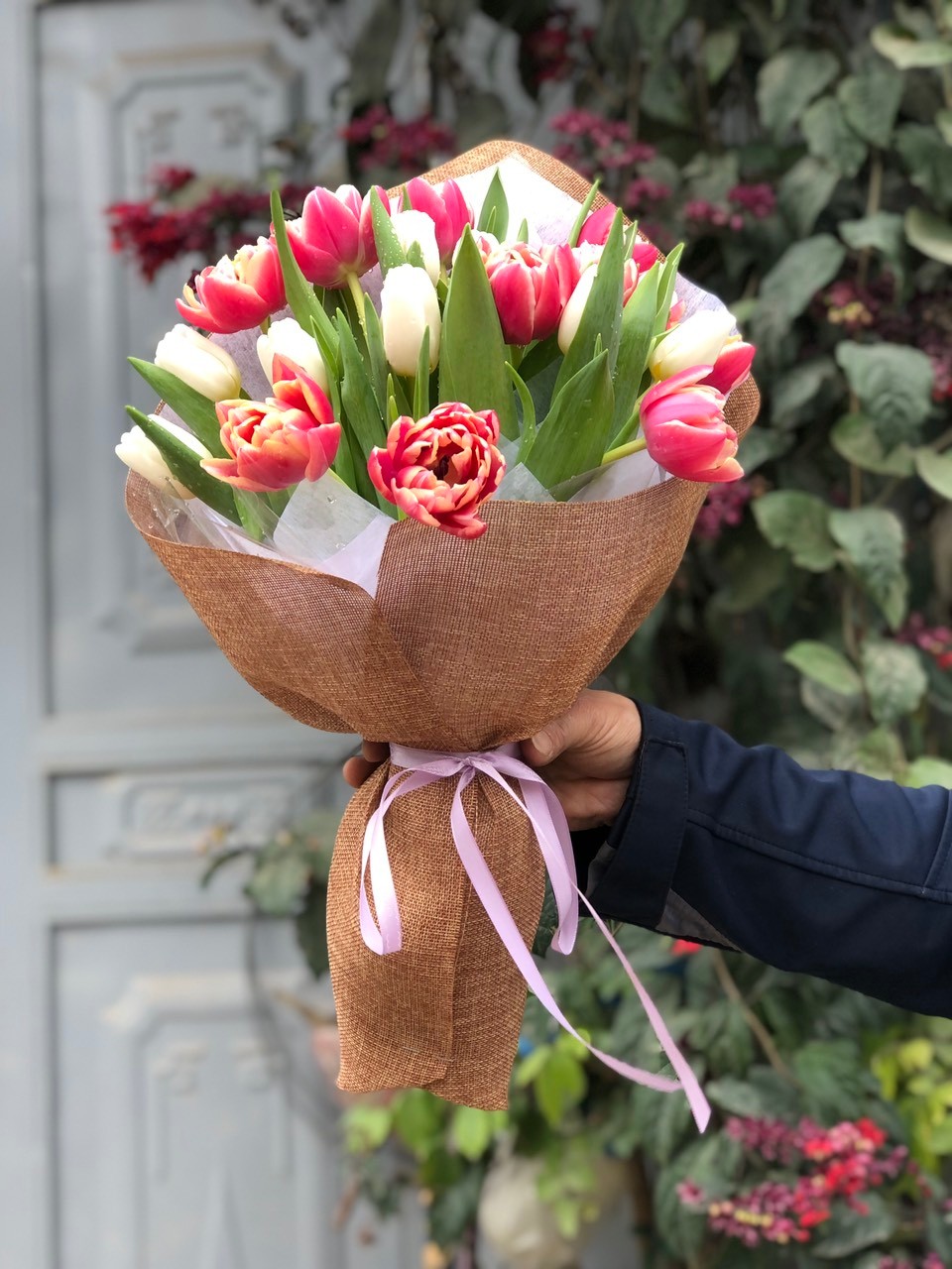 Tulip kép hồng Hà Lan rộn ràng sắc xuân