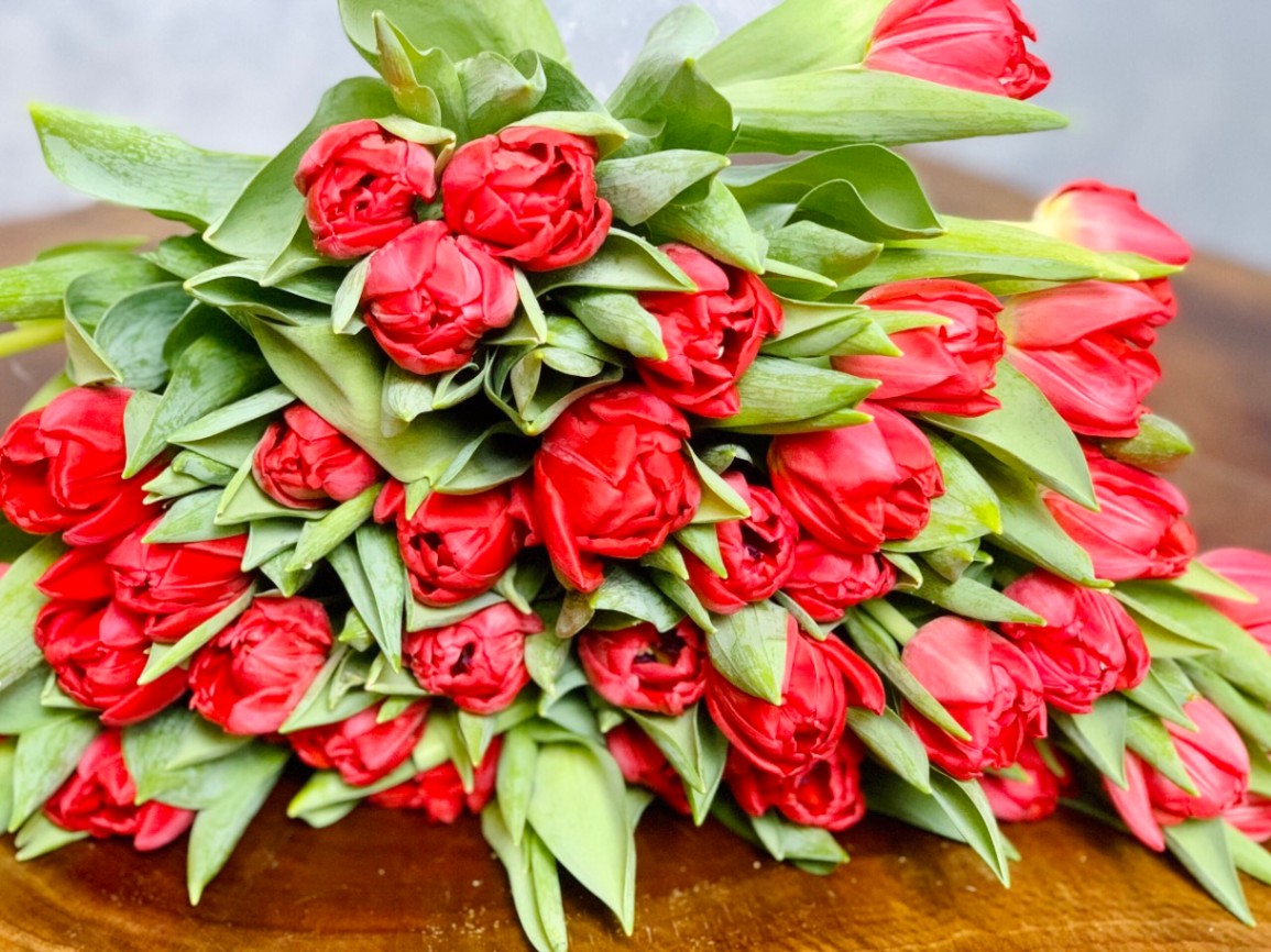 Tulip đỏ nguyên củ tươi