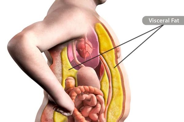 Các Loại Mỡ Trong Cơ Thể Và Mức Độ Nguy Hiểm