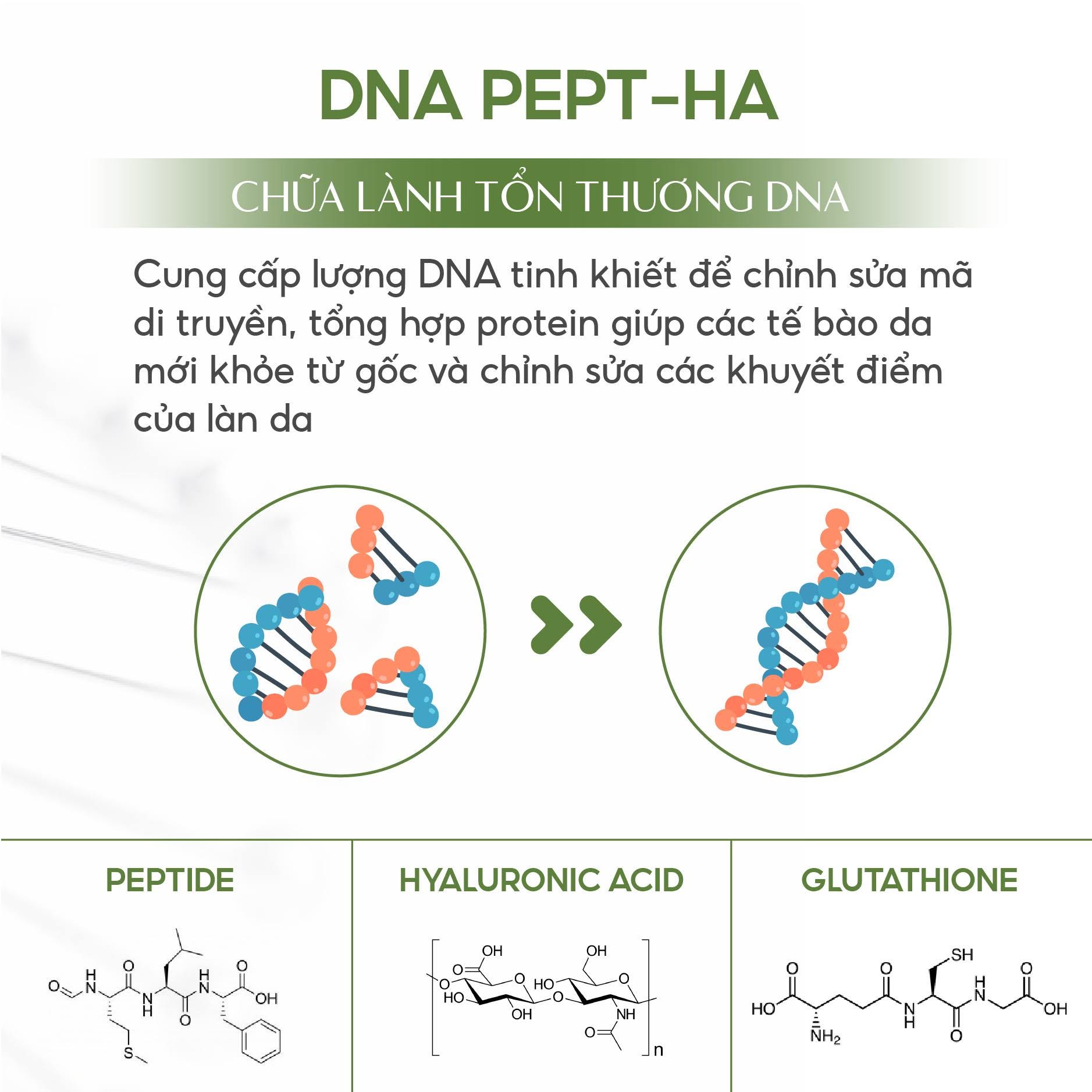 Meso Innoaesthetics DNA PEPT-HA Phục Hồi, Tái Tạo Và Trẻ Hóa Da