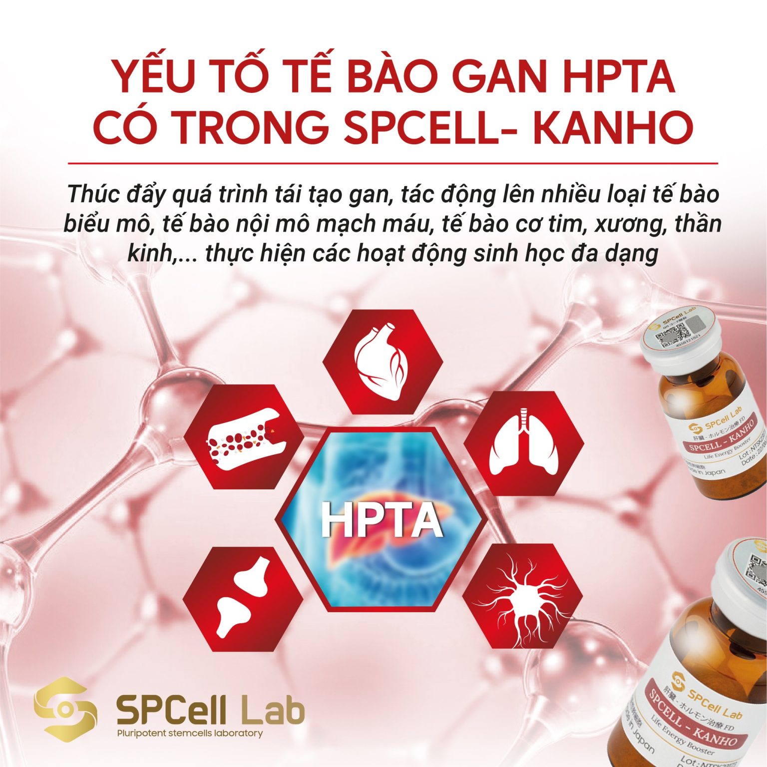 Te-bao-goc-bao-ve-chuc-nang-gan-SPCell-Lab-SPCell-Kanho_Tế bào gốc bảo vệ chức năng gan SPCell Lab SPCell-Kanho 1.jpg
