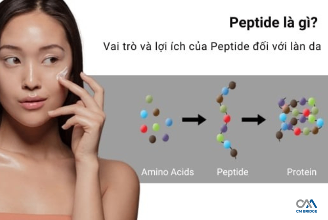Peptide Là gì? Vai Trò Của Peptide Đối Với Làn Da