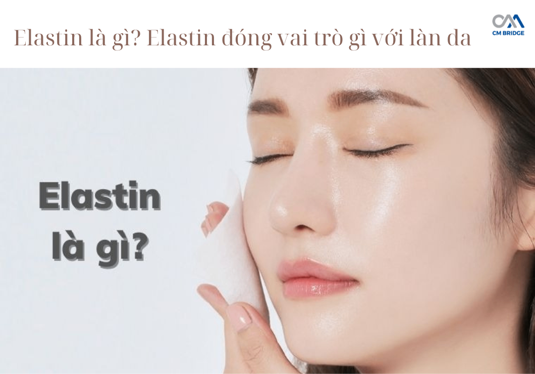 Elastin là gì? Elastin đóng vai trò gì với làn da