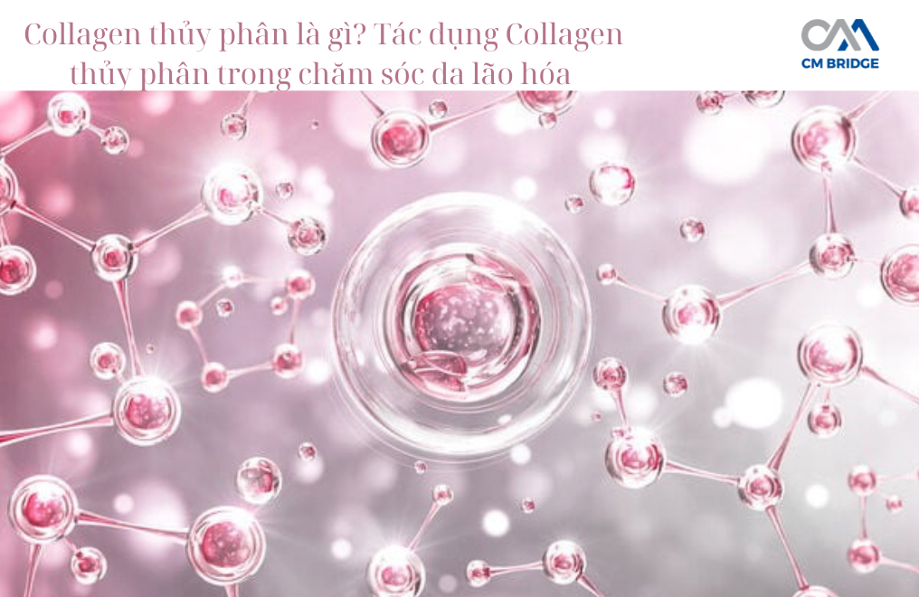 Collagen thủy phân là gì? Tác dụng Collagen thủy phân trong chăm sóc da lão hóa