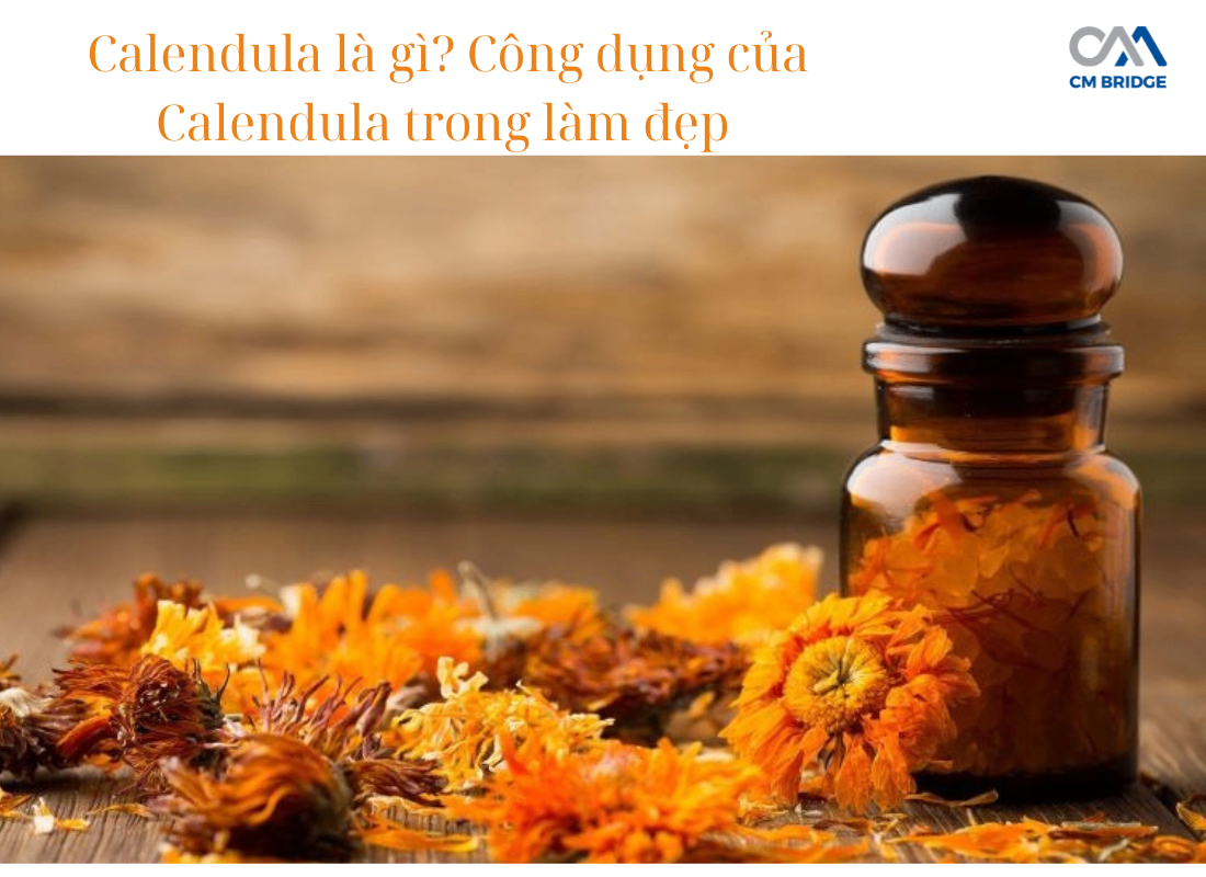 Calendula là gì? Công dụng của Calendula trong làm đẹp